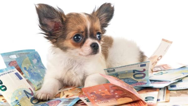 formas simples de ahorrar en mascotas